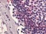 EDG6 Antibody in Immunohistochemistry (Paraffin) (IHC (P))