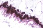 MTNR1B Antibody in Immunohistochemistry (Paraffin) (IHC (P))