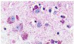 NMUR1 Antibody in Immunohistochemistry (Paraffin) (IHC (P))