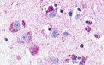 NMUR1 Antibody in Immunohistochemistry (Paraffin) (IHC (P))