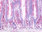 PTGDR Antibody in Immunohistochemistry (Paraffin) (IHC (P))