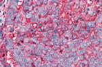 TAS1R3 Antibody in Immunohistochemistry (Paraffin) (IHC (P))