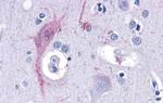 TAAR9 Antibody in Immunohistochemistry (Paraffin) (IHC (P))