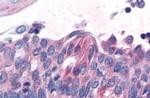 TAS1R1 Antibody in Immunohistochemistry (Paraffin) (IHC (P))