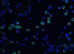 ICAD Antibody in Immunocytochemistry (ICC/IF)