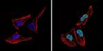 LXR alpha Antibody in Immunocytochemistry (ICC/IF)