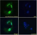 GADD34 Antibody in Immunocytochemistry (ICC/IF)