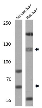 SREBP1 Antibody in Western Blot (WB)