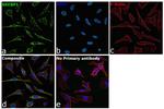 SREBP1 Antibody in Immunocytochemistry (ICC/IF)