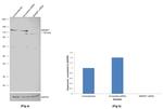 SREBP1 Antibody in Western Blot (WB)