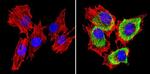 SREBP1 Antibody in Immunocytochemistry (ICC/IF)