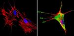 SREBP1 Antibody in Immunocytochemistry (ICC/IF)