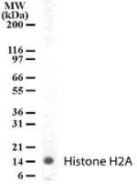 Histone H2A.X Antibody in Western Blot (WB)