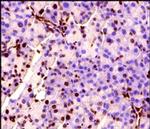 MECP2 Antibody in Immunohistochemistry (Paraffin) (IHC (P))