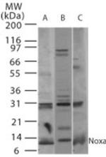 NOXA Antibody in Western Blot (WB)