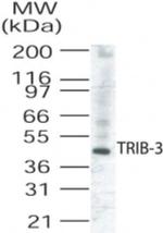 TRIB3 Antibody in Western Blot (WB)