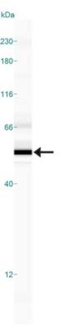 SMAD6 Antibody in Western Blot (WB)