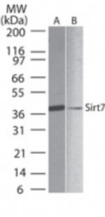 SIRT7 Antibody in Western Blot (WB)