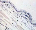 Langerin Antibody in Immunohistochemistry (Paraffin) (IHC (P))