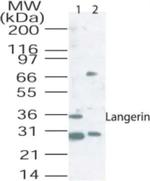 Langerin Antibody in Western Blot (WB)