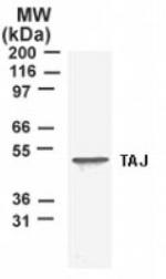 TROY Antibody in Western Blot (WB)