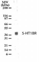 HTR1B Antibody in Western Blot (WB)