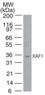 XAF1 Antibody in Western Blot (WB)