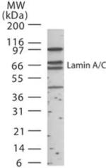 Lamin A/C Antibody in Western Blot (WB)