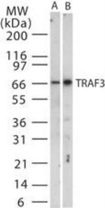 TRAF3 Antibody in Western Blot (WB)