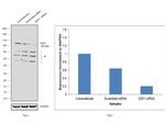 EZH1 Antibody in Western Blot (WB)