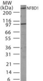 MDC1 Antibody in Western Blot (WB)