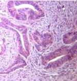 TLR5 Antibody in Immunohistochemistry (Paraffin) (IHC (P))