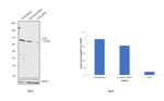 TLR5 Antibody in Western Blot (WB)