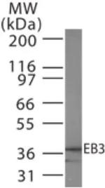 MAPRE3 Antibody in Western Blot (WB)