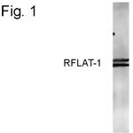 RFLAT-1 Antibody in Western Blot (WB)