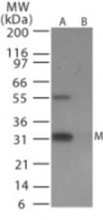 Influenza A H6N1 MP1 Antibody in Western Blot (WB)