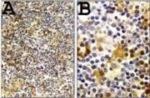 Caspase 1 Antibody in Immunohistochemistry (Paraffin) (IHC (P))