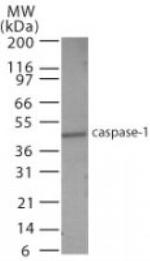 Caspase 1 Antibody in Western Blot (WB)