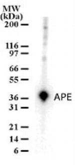 APE1 Antibody in Western Blot (WB)