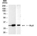 BAFF Antibody in Western Blot (WB)