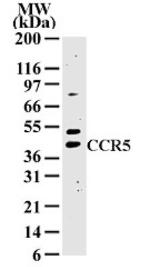 CCR5 Antibody in Western Blot (WB)