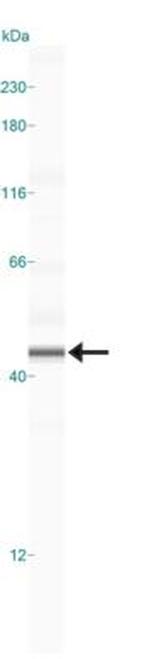 CCR5 Antibody in Western Blot (WB)