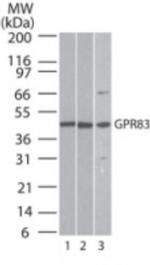 GPR83 Antibody in Western Blot (WB)