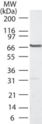 PLK1 Antibody in Western Blot (WB)