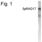 RAD17 Antibody in Western Blot (WB)