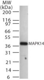 p38 MAPK alpha Antibody in Western Blot (WB)