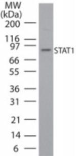 STAT1 Antibody in Western Blot (WB)