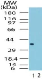 FPR1 Antibody in Western Blot (WB)