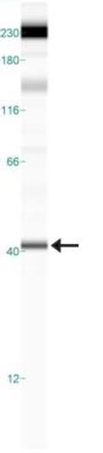 FPR1 Antibody in Western Blot (WB)