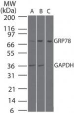 GRP78 Antibody in Western Blot (WB)